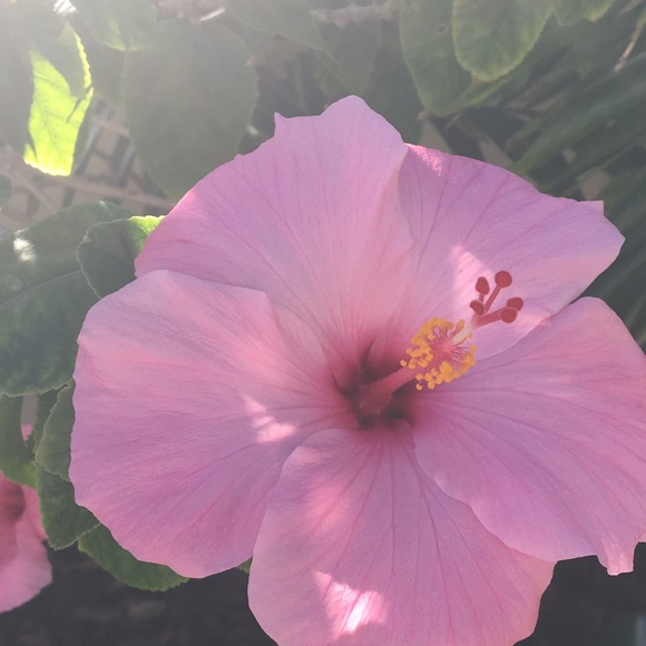 Meet your Posher, Chloe - Picture 1 of 1